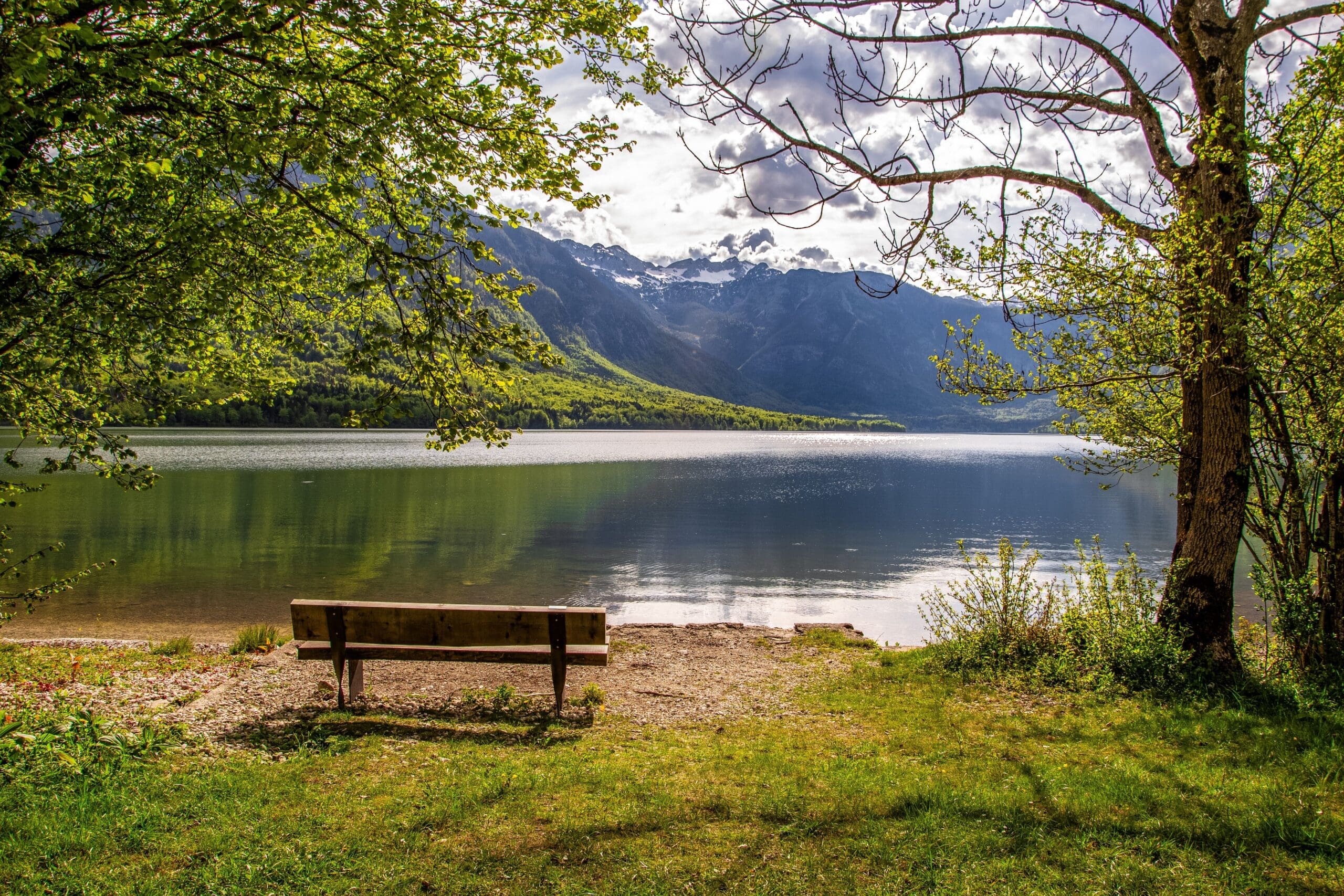 Bench under a tree